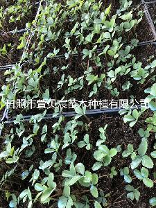 草莓苗供应 草莓苗供应价格 报价 草莓苗供应品牌厂家