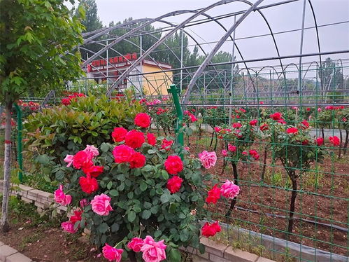 河南鲁山 恰逢春日时光好 花卉苗木收益高