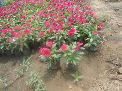 供应长春花行情【】长春花种植基地【】山东长春花价格-青州元磊花卉苗木