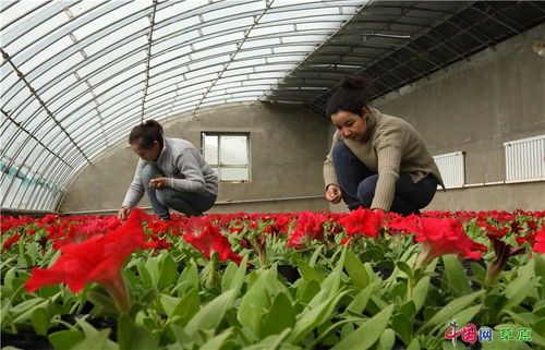 鲜花盛开 春日可期 新疆库尔勒苗圃进入花期管理