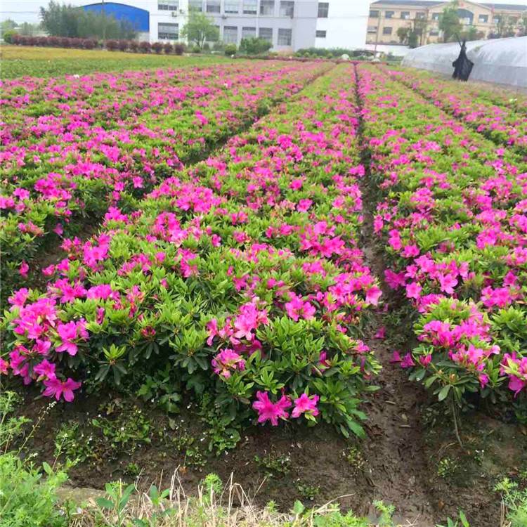 苗木花卉 春鹃苗和毛鹃 园林绿化色块苗 扦插杜鹃苗直销基地