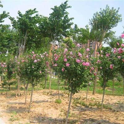 庭院街道公路观花植物花卉重瓣木槿 木槿树苗 园林绿化苗木花苗