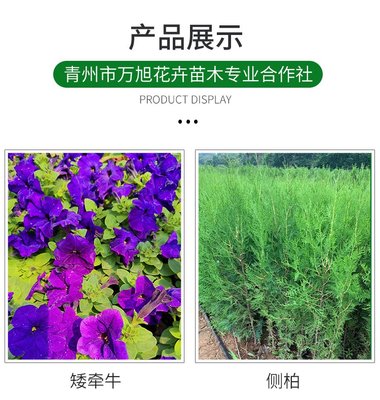 芝樱花海小苗培育 丛生福禄考盆栽种植基地 万旭花卉