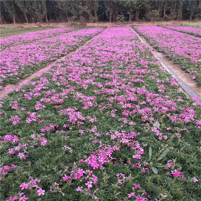 【芝樱 苗圃供应四季观赏花卉丛生福禄考小苗 园林景观工程】 - 青州市承玉花卉苗木种植专业合作社