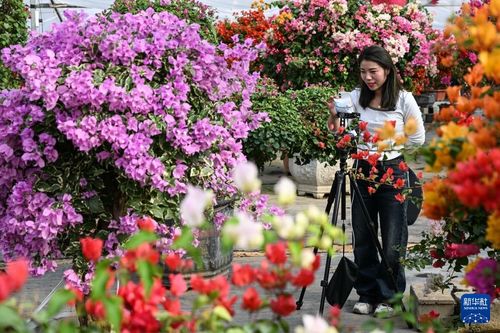 江苏沭阳 花木之乡 的 美丽经济