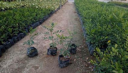 七里香容器苗 七里香袋苗 常绿性植物 庭院花园景观花卉