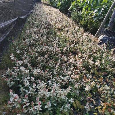 青州市茗茜花卉苗木专业合作社