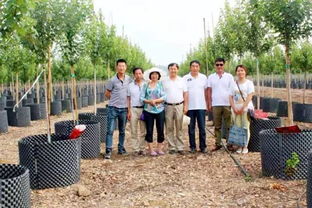 甘肃金昌 戈壁滩上的 花木工厂