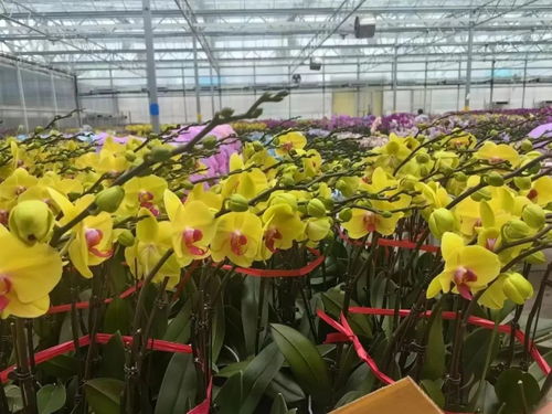 花花世界迷人眼 奇花异草 皆在麻章这个超大市场......