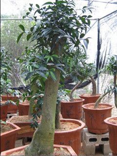 供应漳州苗木花木花卉批发道路小区公园工程绿化苗木种植基地高清图片-世界工厂网