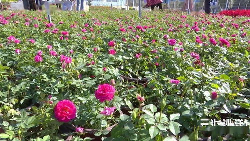 沙洋市苗木花卉产业发展综述