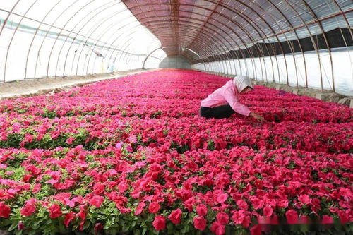 新疆兵团二师 开都河畔 花经济 带给职工 花样幸福