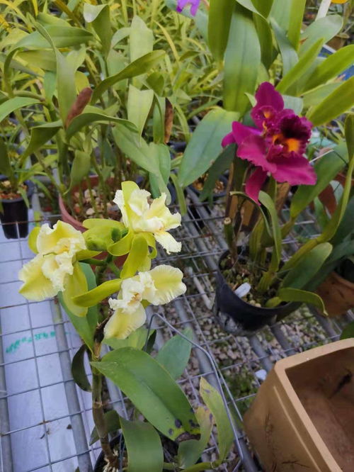 中山申办第十一届花博会