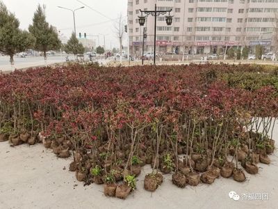 “棒棒糖”月季落户四团