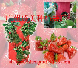 草莓种植袋 广州盛美花木园林用品厂