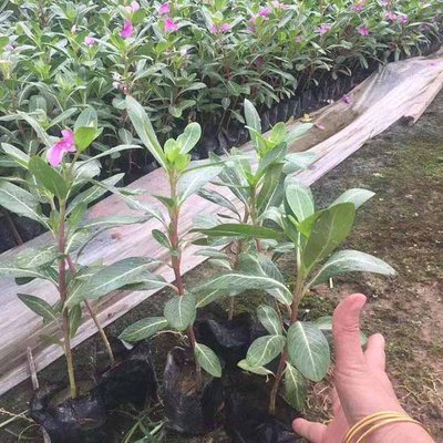 长春花容器苗 长春花工程苗 绿化地被苗 园林观花植物 基地直供