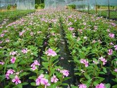 【潍坊具有口碑的长春花供应 时令草花种植】潍坊具有口碑的长春花供应 时令草花种植批发价格,厂家,图片,青州市 花卉苗木 -