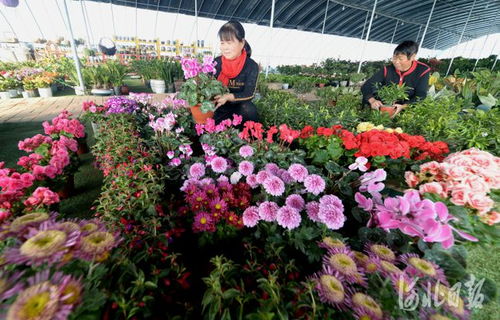 河北隆尧 发展苗木花卉产业 拓宽农民增收渠道