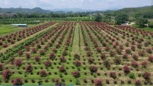 致富有招 德庆这条镇大力发展花木基地,计划种植1000亩
