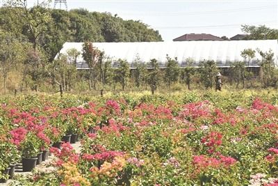 鹰潭市人民政府 今日鹰潭 发展花卉苗木产业鼓起村民 钱袋子