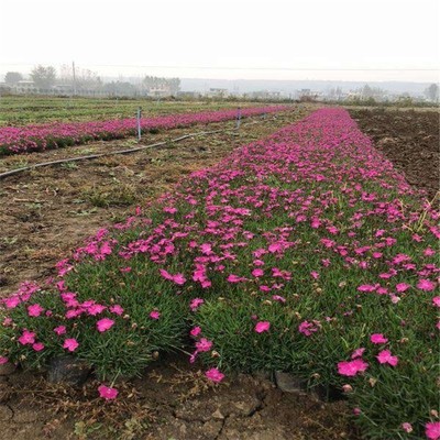 孔雀草花海种苗种植批发产地在哪里