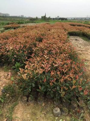 红叶石楠大杯苗-红叶石楠大杯苗价格_红叶石楠大杯苗信息2图片_高清图_细节图-金华大杯苗种植基地红叶石楠 金森女贞 红花继木
