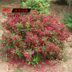 【园林苗木种植】园林苗木种植价格/图片_园林苗木种植批发/采购_园林苗木种植厂家/供应商