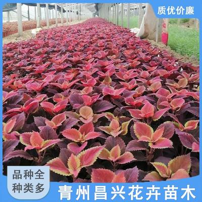 公司动态