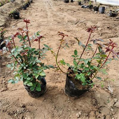 【月季大量批发 月季地被草花】 - 青州市承玉花卉苗木种植专业合作社
