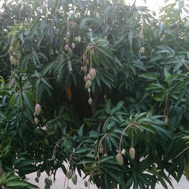 江苏宿迁苗木种植基地