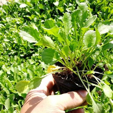 大滨菊价格