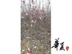 精品红 黄玉兰大量常年供货,南阳玉兰苗木花卉种植专业合作社 供应产品 南阳玉兰苗木花卉种植专业合作社