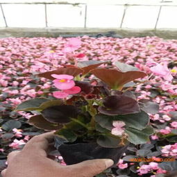 国安花卉苗木出售优质四季海棠 供应四季海棠,国安花卉苗木出售优质四季海棠 供应四季海棠生产厂家,国安花卉苗木出售优质四季海棠 供应四季海棠价格