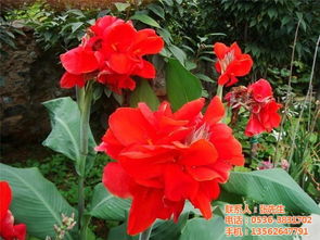 楚雄宿根花卉 文涛花卉苗木 宿根花卉栽培基地