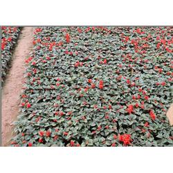 秀岗花卉苗木 多图 ,国庆菊种植,临沂国庆菊批发