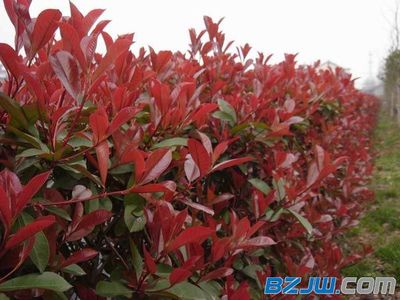 【供应山东优质的时令草花】_供应山东优质的时令草花价格_供应山东优质的时令草花厂家-到中华标准件网