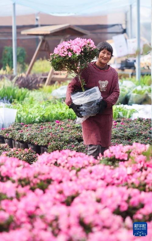 年宵花开启销售旺季 五彩花卉扮靓新年