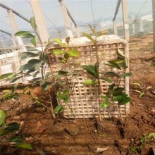 【新型厂区绿化,工厂绿化设计施工,工厂绿化栽植技术指导图片】新型厂区绿化,工厂绿化设计施工,工厂绿化栽植技术指导 - 青州市茗茜花卉苗木专业合作社