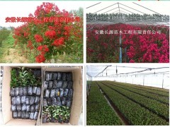 种植正宗美国红火球紫薇--有球必赢|花卉种苗|花卉盆景|供应信息|597苗木网