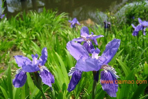 宿根花卉种植基地 宿根花卉批发 宿根花卉供应,宿根花卉种植基地 宿根花卉批发 宿根花卉供应生产厂家,宿根花卉种植基地 宿根花卉批发 宿根花卉供应价格
