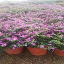 【国庆节花卉,国庆节组摆花卉,国庆节常用花卉种类图片】国庆节花卉,国庆节组摆花卉,国庆节常用花卉种类 - 青州市茗茜花卉苗木专业合作社