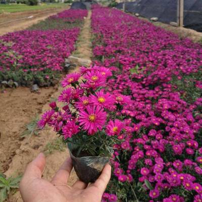 青州市茗茜花卉苗木专业合作社
