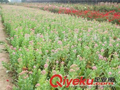 八宝景天,供应盆装,地栽八宝.-沭阳县颜集镇恒瑞绿化苗木场提供八宝景天,供应盆装,地栽八宝.的相关介绍、产品、服务、图片、价格沭阳县颜集镇恒瑞绿化苗木场、灌木龙柏;金叶女贞;红叶小檗;小叶黄杨;金边黄杨