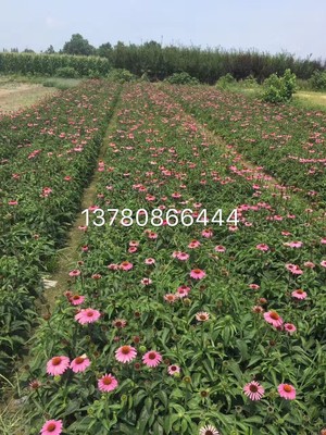 蛇莓|草花地被|绿化苗木|供应信息|597苗木网