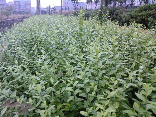 山东潍坊扶芳藤种植基地大量低价出售40cm以上扶芳藤树苗 青州市万绿花卉苗木专业合作社 绿