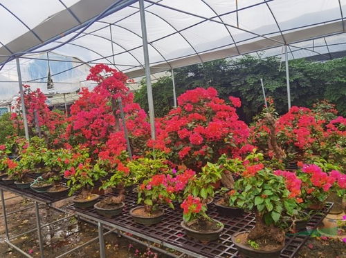 福建省第二届花卉苗木电商产品作品评选活动启动 三角梅暂居榜首
