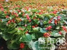 青州市好全花卉苗木种植专业合作社