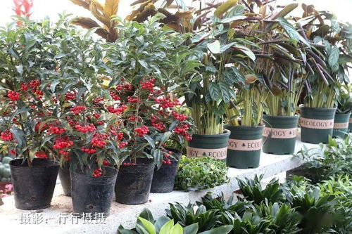 今日泗水现场实拍 幸福生活就像花儿一样