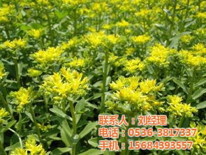 许昌宿根花卉 华茂花卉苗木 宿根花卉种植
