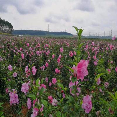 庭院街道公路观花植物花卉重瓣木槿 木槿树苗 园林绿化苗木花苗